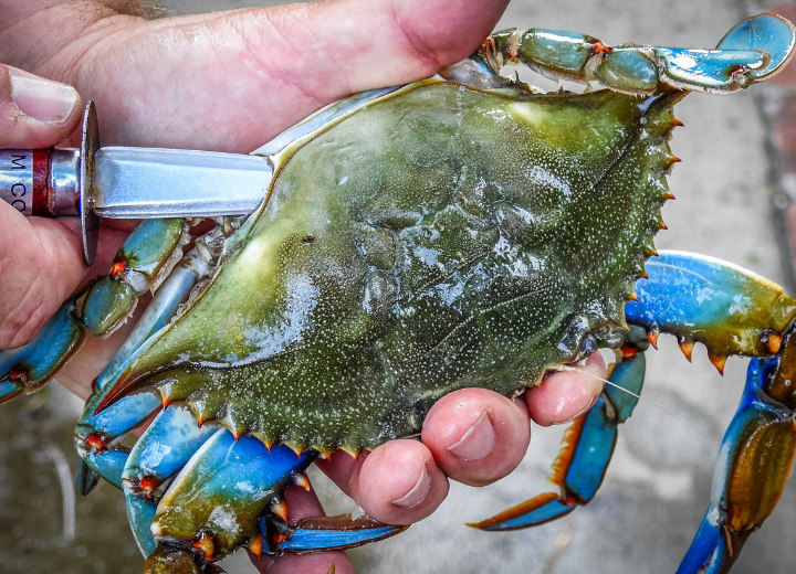 Potong Kepiting dengan Tips Ini