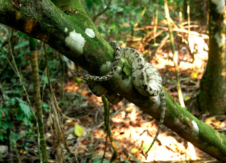 Hutan Hujan Amazon