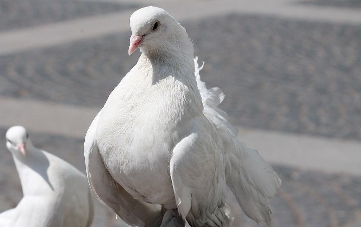 Mengejutkan! Surat Ini Ditemukan Usai Hilang 110 Tahun Lalu Saat Dikirim Via Burung Merpati 