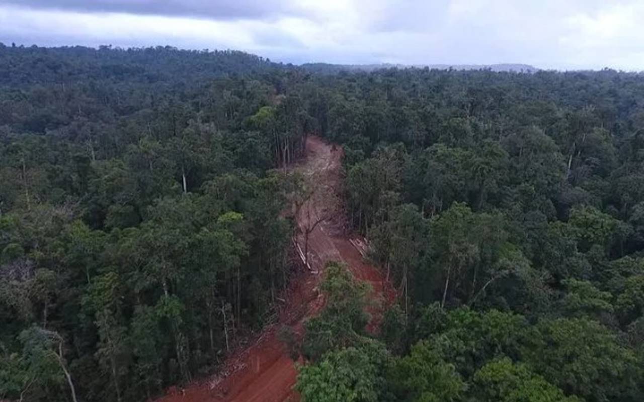 'Save Papua Forest' Trending Usai Hutan Diduga Sengaja Dibakar, Ganti Rugi Terungkap Cuma Rp100 Ribu