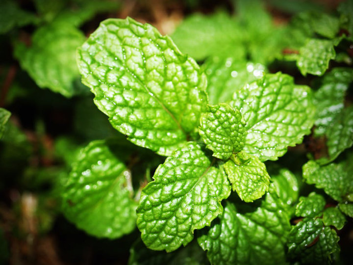 Daun Mint