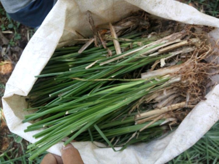Letakkan Rumput Vetiver di Area Rumah