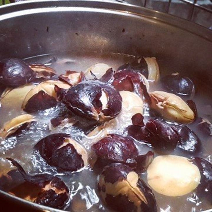 Teknik Merebus Jengkol