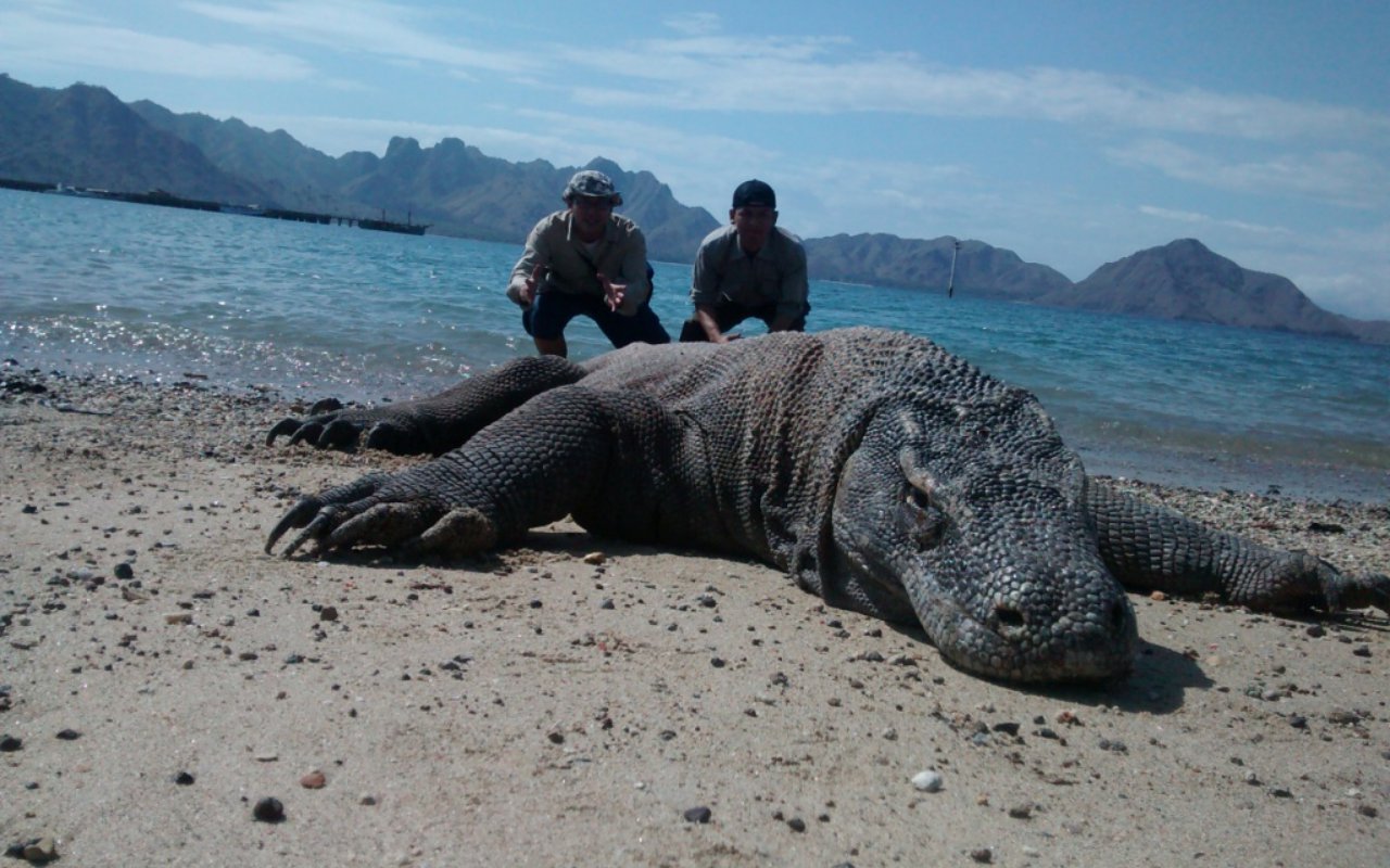 Pengembangan Pulau Komodo Disebut Timbulkan Kecemasan Warga Lokal, Benarkah?