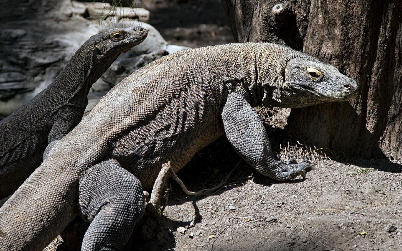 Luhut Sebut Pemerintah Tetap 'Jual' Proyek Komodo Karena Alasan Ini