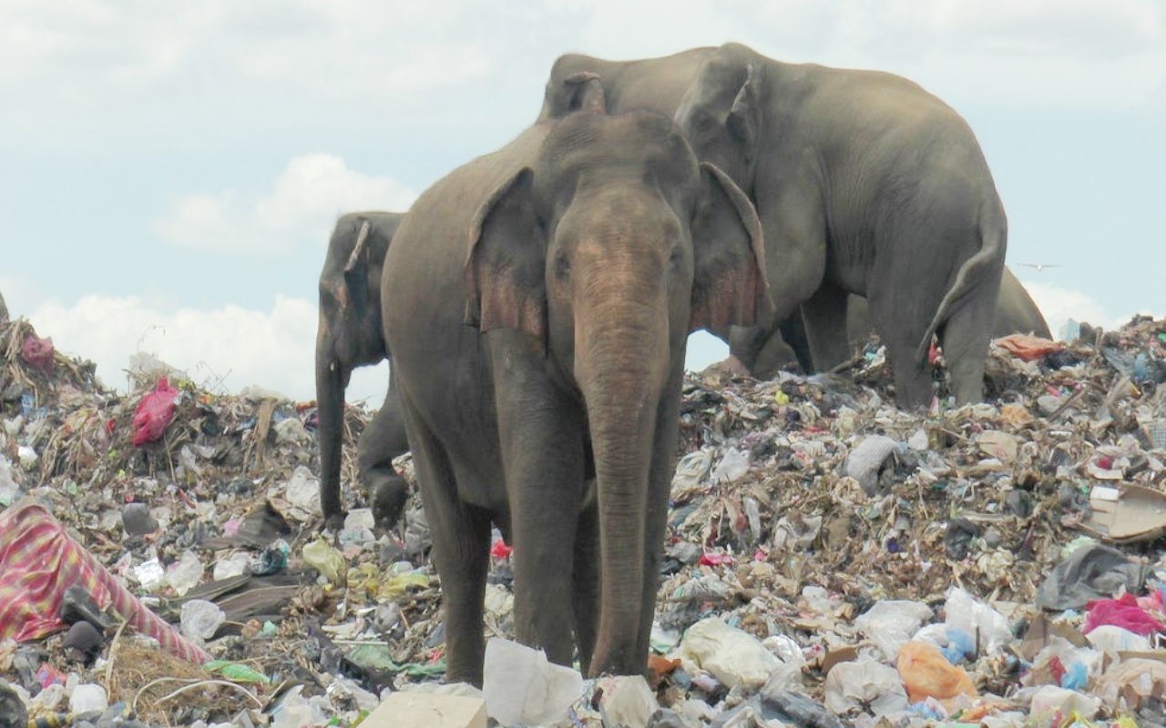 Duh Miris! Gajah-Gajah Mati Perlahan Gegara Makan Sampah Plastik