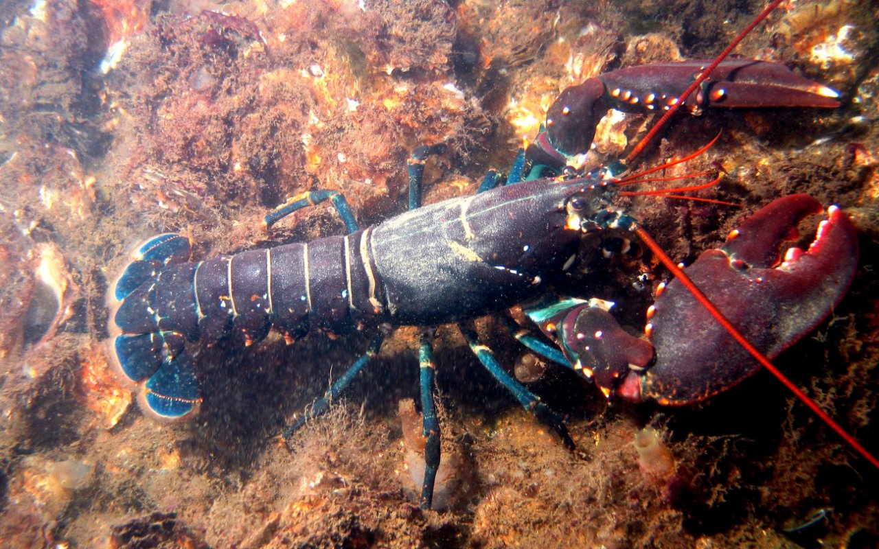 Enak Era Susi Pudjiastuti Atau Edhy Prabowo? Ini Kata Pembudidaya Lobster