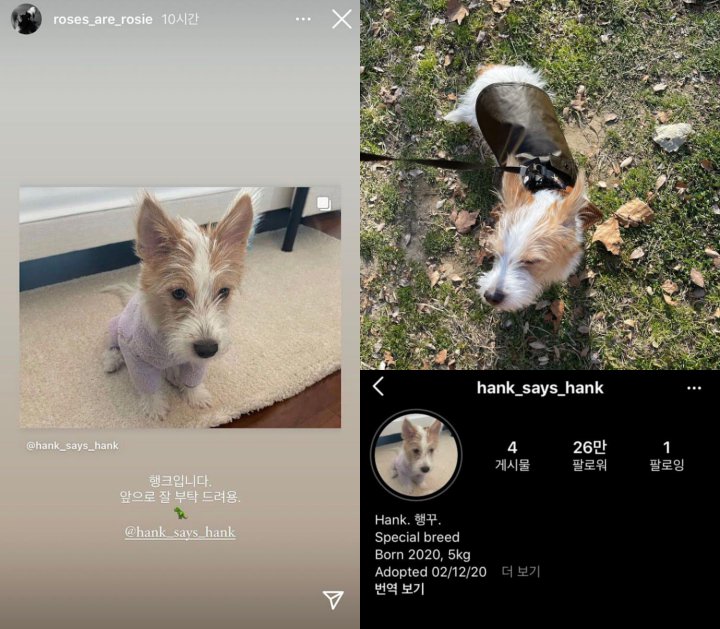 Rose BLACKPINK Adopsi Anak Anjing dan Dipuji Berhati Malaikat Karena Alasan Ini