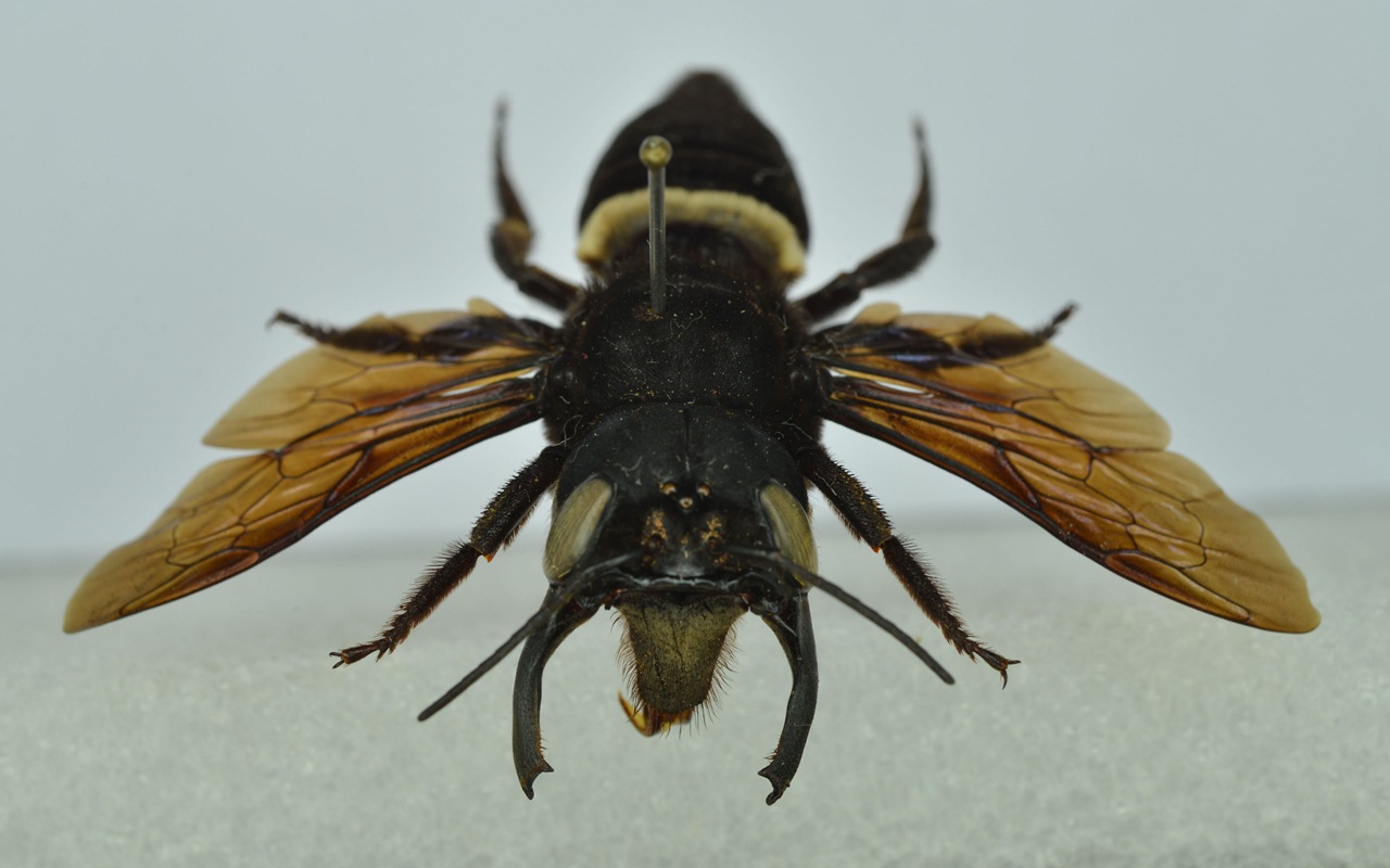 Sempat Dikira Punah, Lebah Raksasa Ini Ternyata Ditemukan Hidup di Indonesia