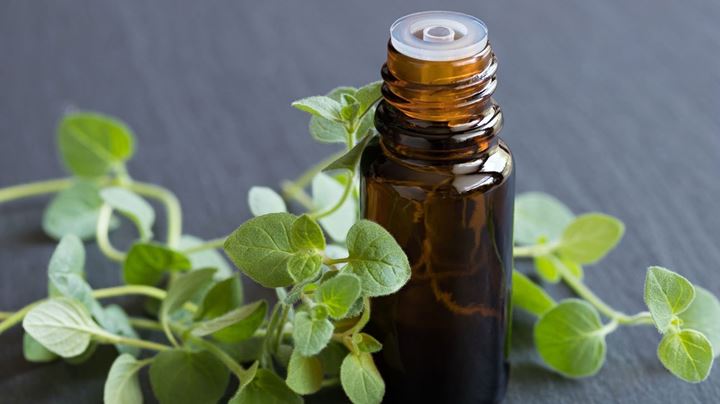 Minyak Oregano