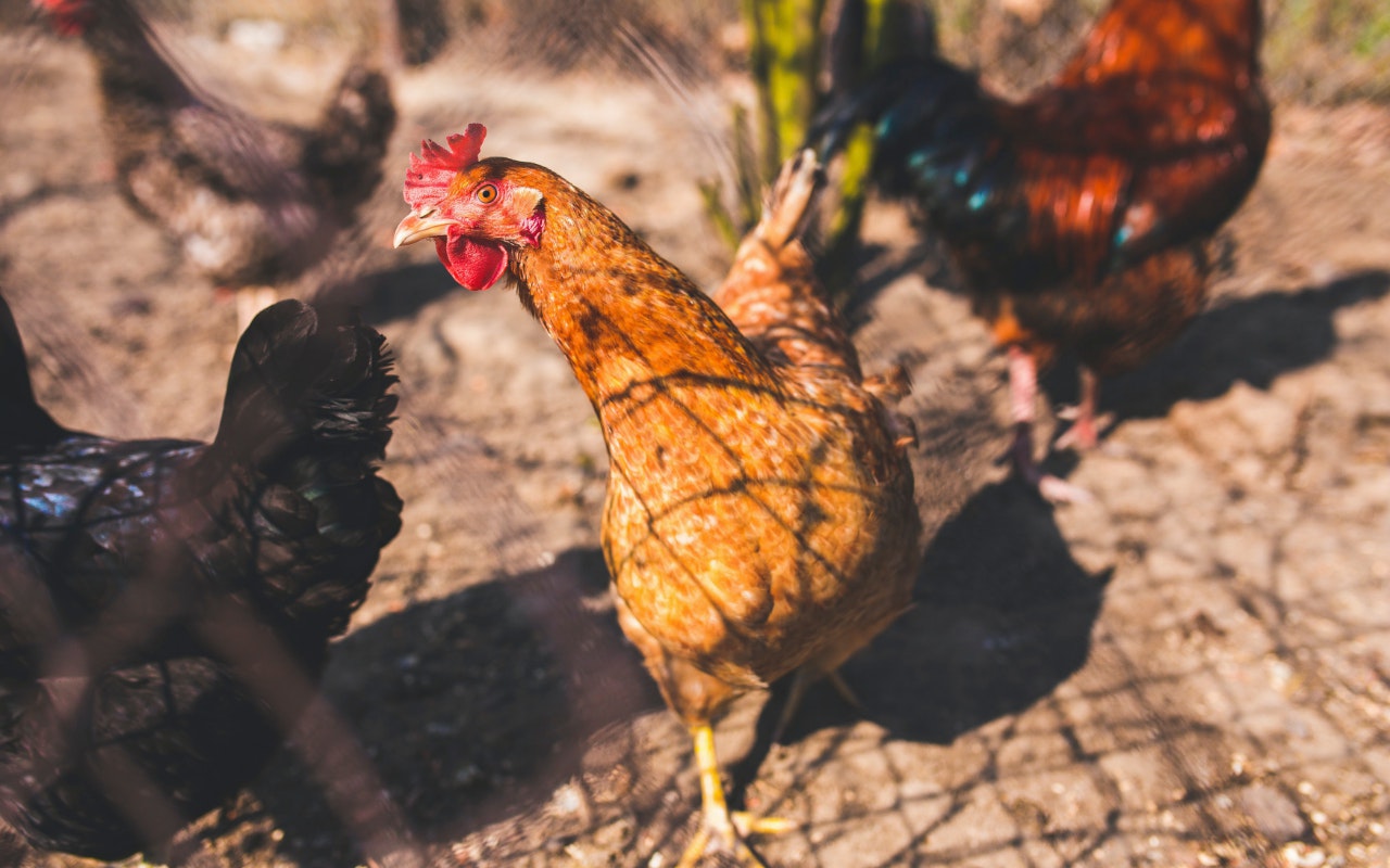 Heboh Warga Cianjur Dapat Bansos Ayam Hidup, Kemensos: Iya Enggak Apa-Apa