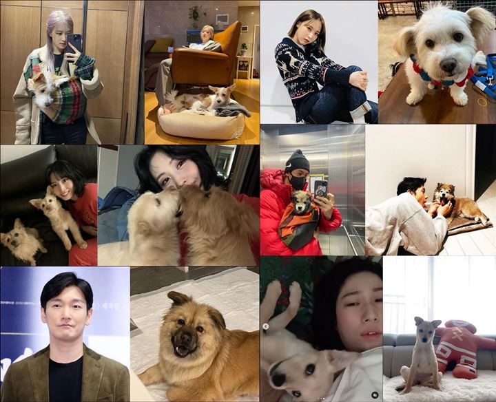 Ada Rose dan Momo, 6 Selebriti Ini Beri Contoh untuk Adopsi Anjing daripada Beli