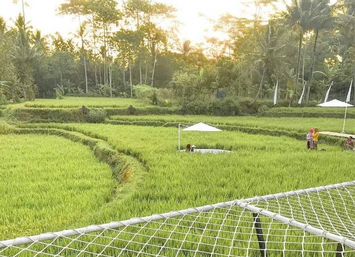 Sawah Hijau Nan Asri di SvargaBumi 