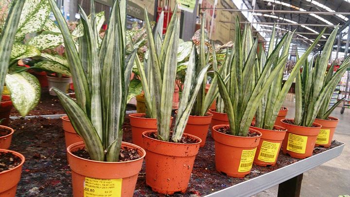 Sansevieria