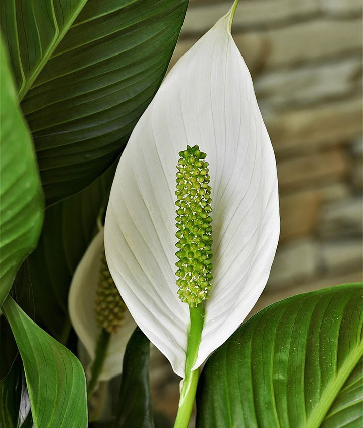 Peace Lily