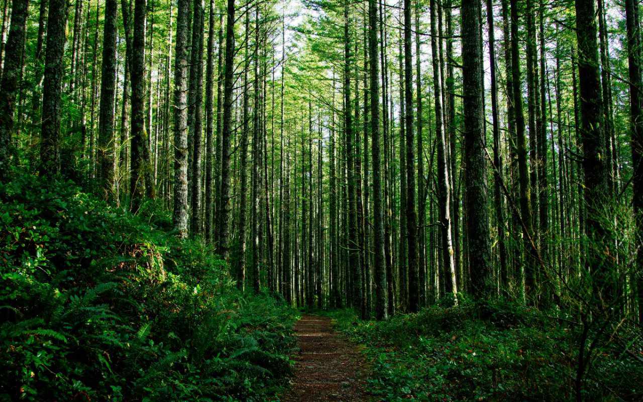 Penyeimbang Iklim Hingga Sediakan Air Bersih, Ini 8 Alasan Krusial Hutan Harus Dijaga Kelestariannya