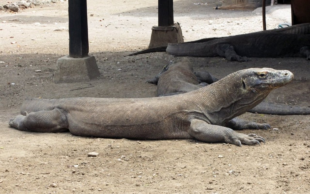 Komodo adalah hewan khas indonesia yang berasal dari kepulauan