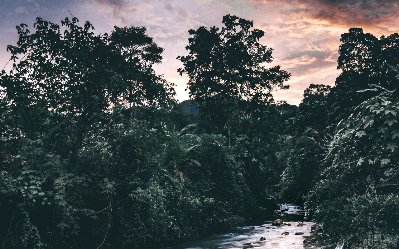 Indonesia Turunkan Laju Penebangan Hutan Sampai 75 Persen, Imbas Hal Mengerikan Ini?