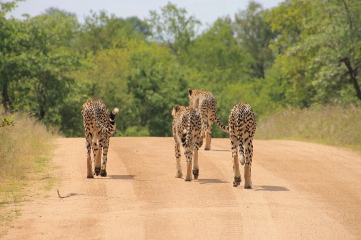Berpetualang di Kruger National Park, Afrika Selatan 