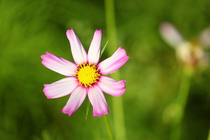 Cosmos bipinnatus ‘Picotee’