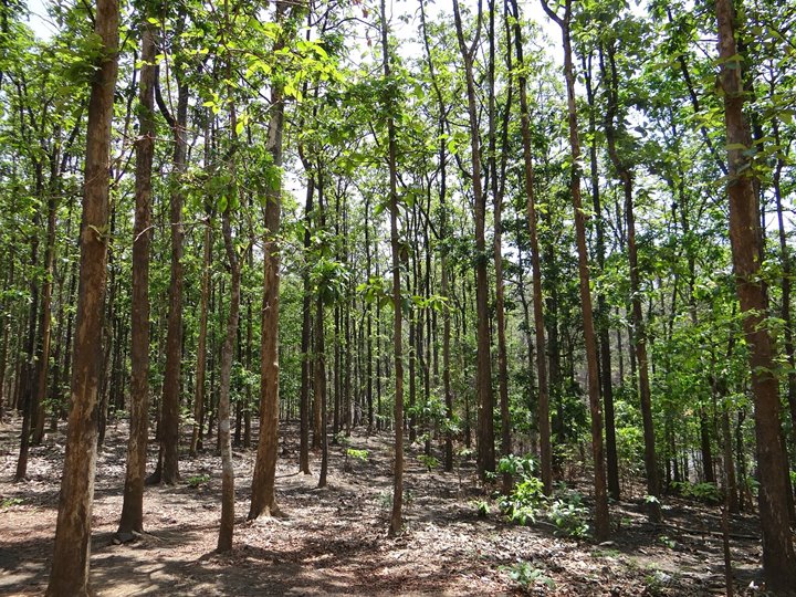 Hutan Jati Petak 45F, Kendal, Jawa Tengah