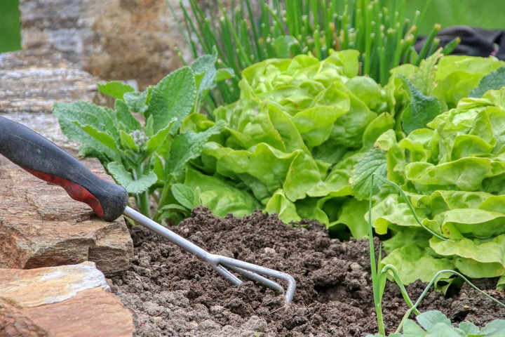 Berkebun