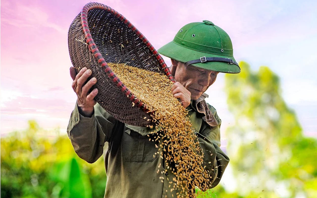 Harga Gabah Turun, Petani Padi Tolak Kebijakan Pemerintah Impor Beras