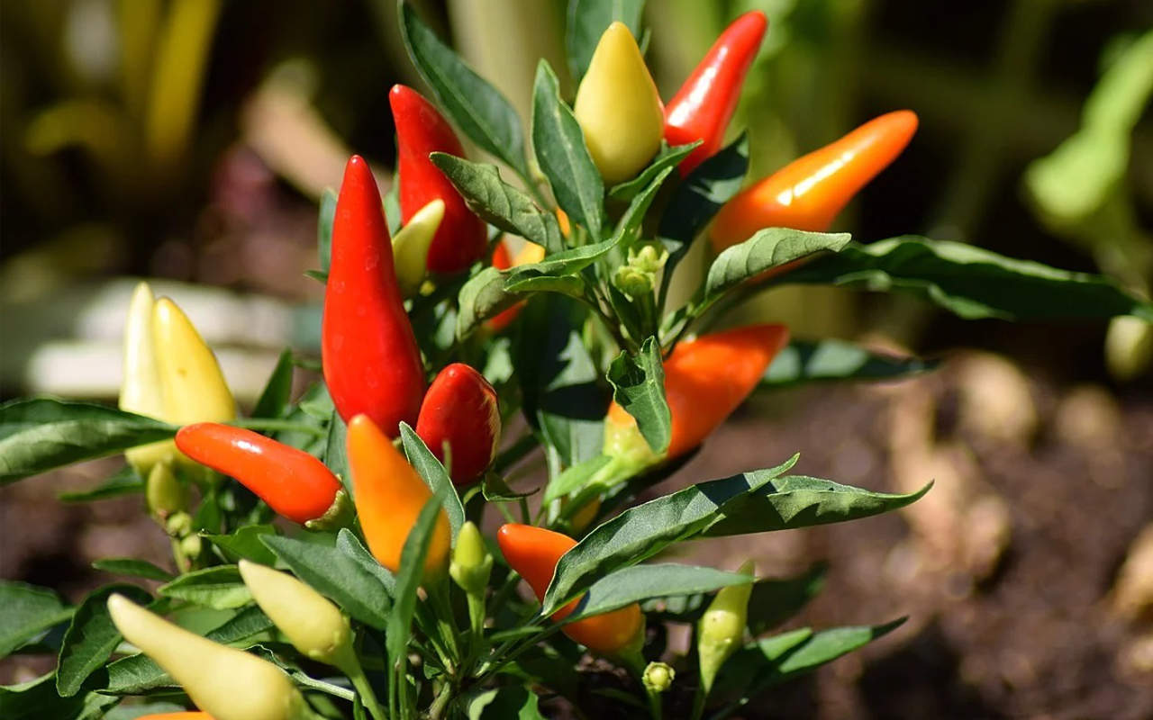 Harga Cabai Nyaris Tembus 100 Ribu Per Kilogram, Ini Alasannya