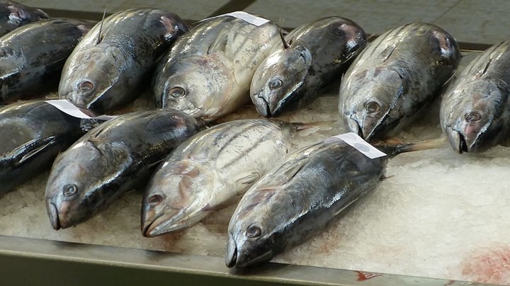 Ikan dan Makanan yang Kaya DHA