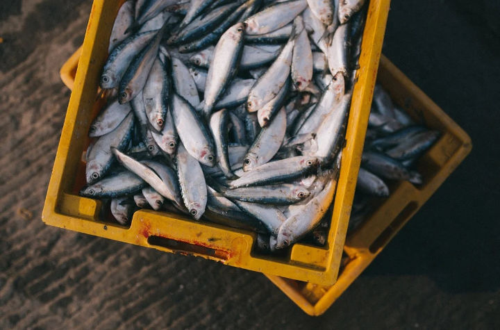 Warna Insang Pada Ikan Tidak Merah Segar