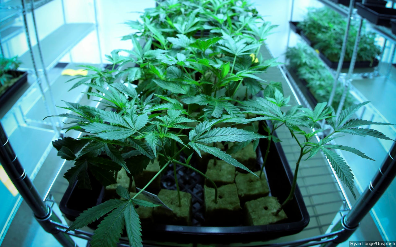 Polisi Temukan 300 Pot Tanaman Ganja, Begini Kronologinya