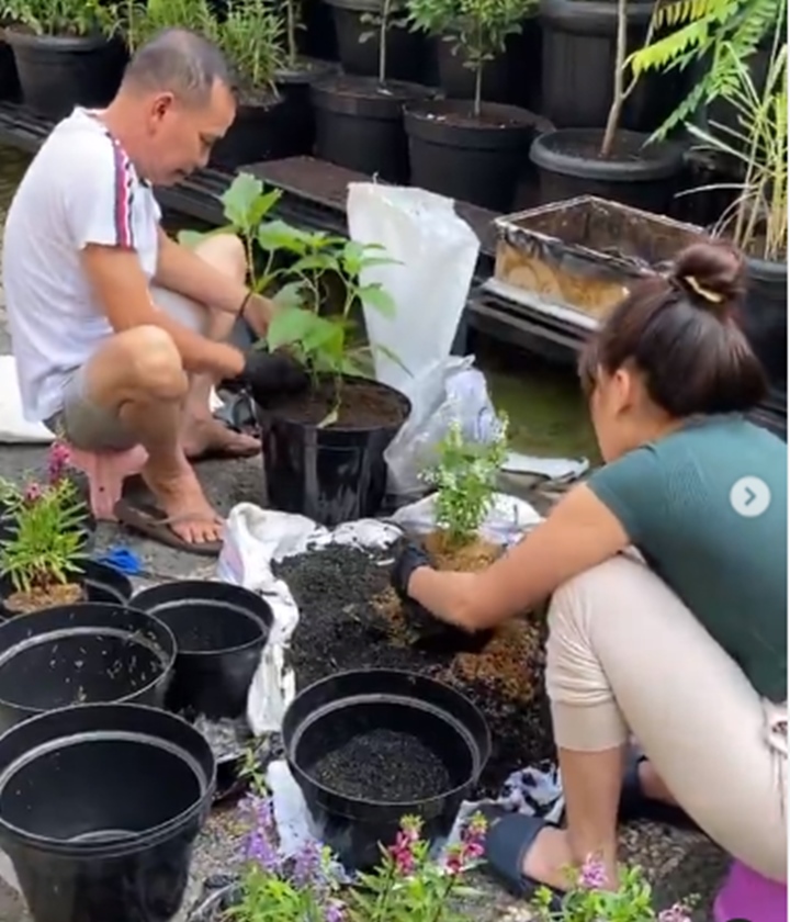 Keseruan ayu ting ting dan sang ayah saat berkebun
