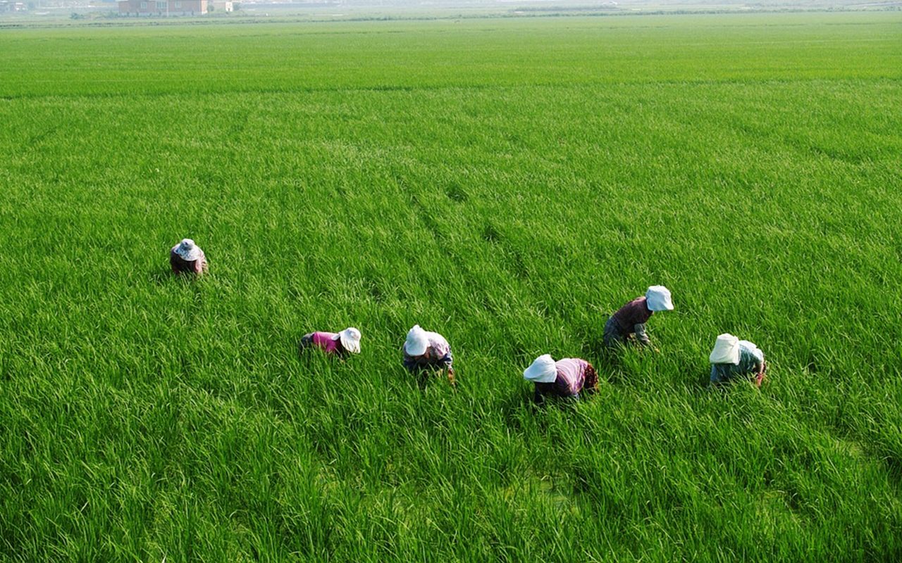 Kim Jong Un Perintahkan Ribuan Ibu Rumah Tangga Turun ke Ladang, Imbas Ancaman Krisis Pangan?