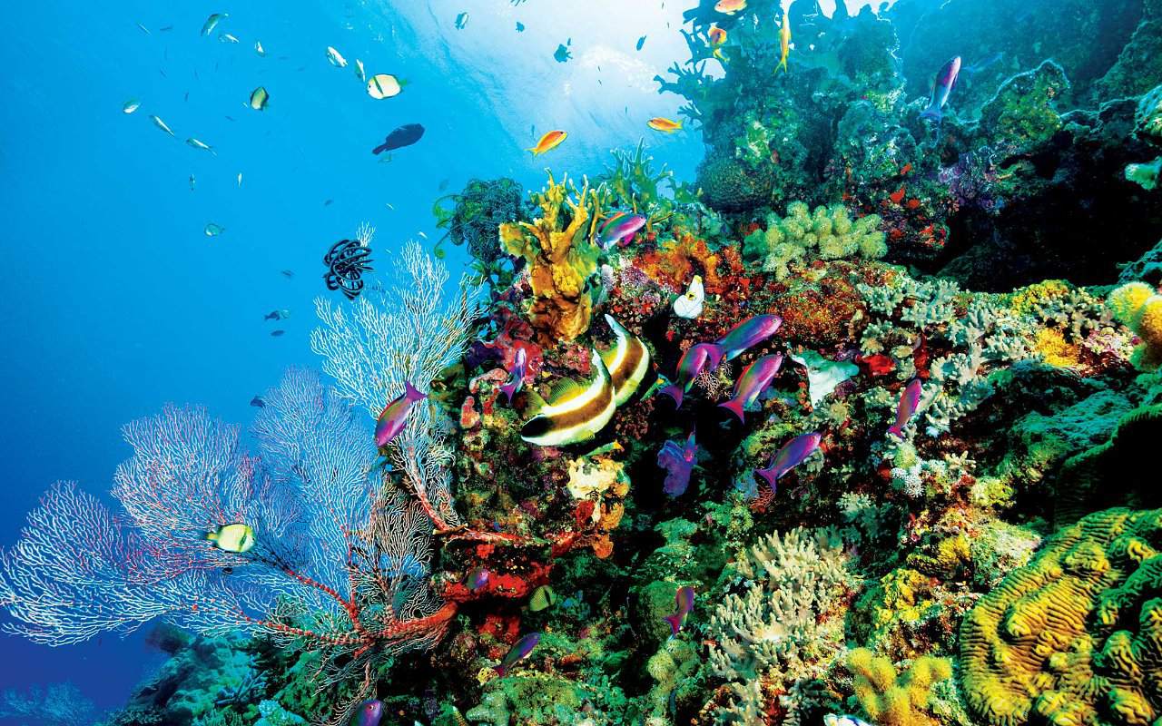 Australia Murka UNESCO Masukkan Great Barrier Reef ke Daftar 'Dalam Bahaya'