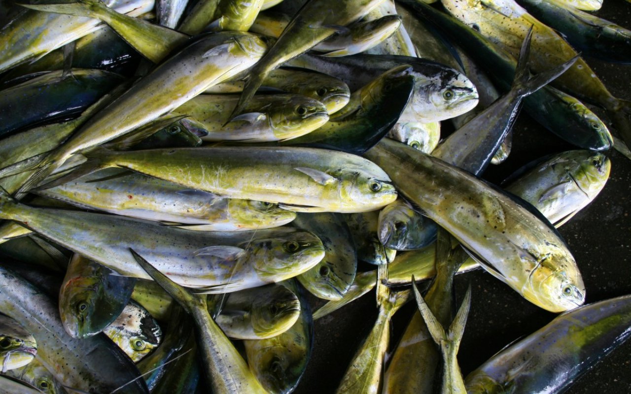  Ekspor Ikan RI ke Tiongkok Terpapar COVID-19, Menteri KKP Buka Suara