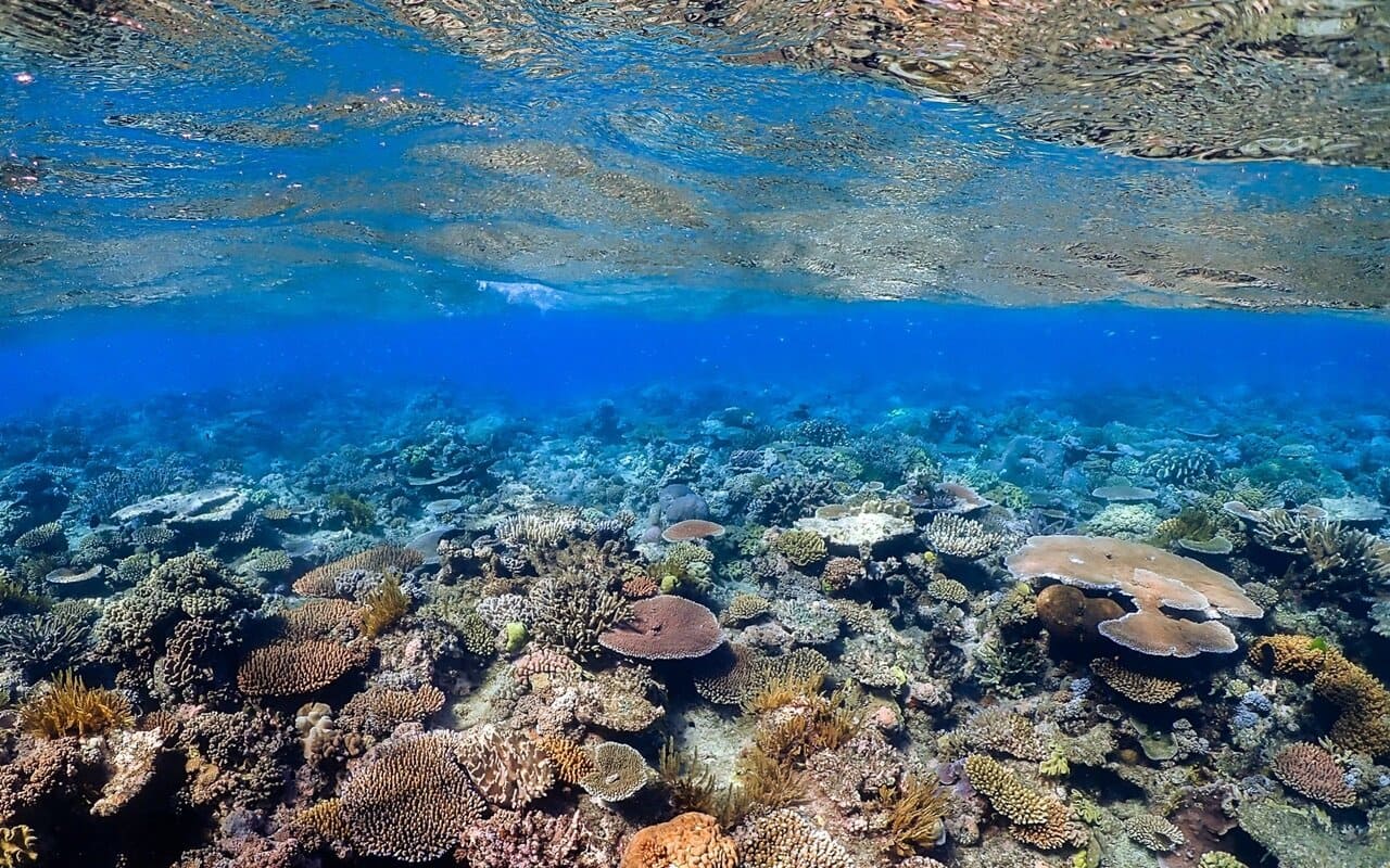 Great Barrier Reef Australia Lolos Dari Daftar 'Dalam Bahaya' yang Diusulkan UNESCO