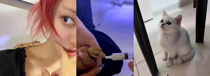 Dorm aespa Disebut Seperti Kebun Binatang Gara-gara Hewan-Hewan Lucu Ini