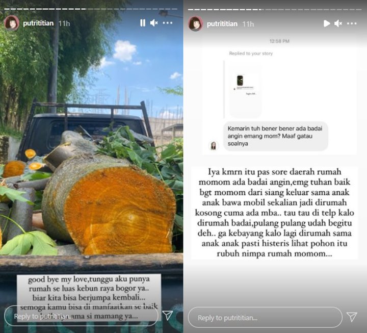 Pohon Kesayangan Putri Titian Nyaris Tumbang Timpa Rumah, Begini Kondisi Keluarga
