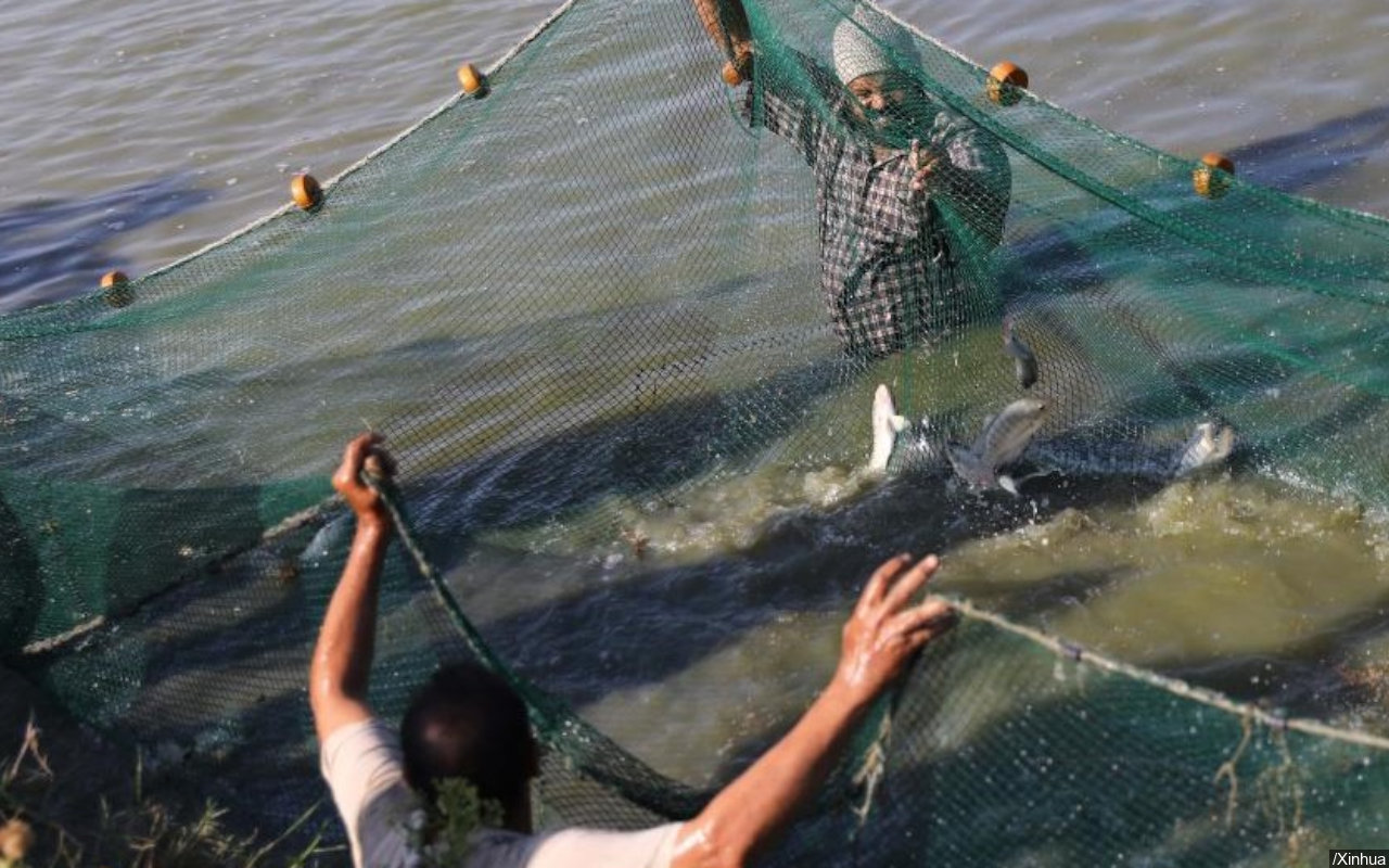 Mesir Bangun Kolam Riset Akuakultur untuk Tingkatkan Produksi Ikan Warga