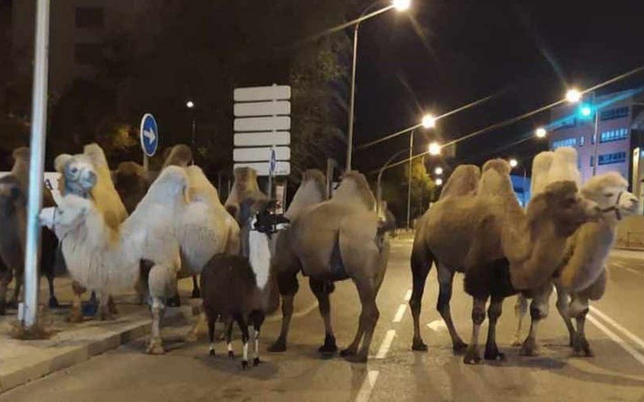 Kabur dari Sirkus, Gerombolan Unta dan Llama Berkeliaran Santai di Jalanan Madrid