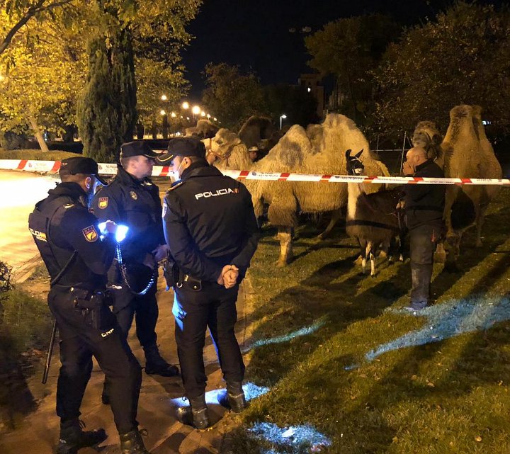 Kabur dari Sirkus, Gerombolan Unta dan Llama Berkeliaran Santai di Jalanan Madrid