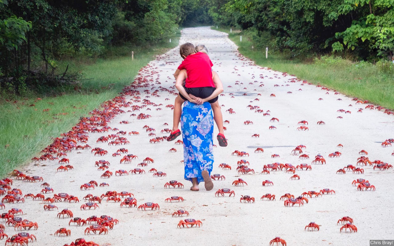 Musim Kawin, Migrasi Kepiting Besar-besaran Bikin Jalanan Australia Macet