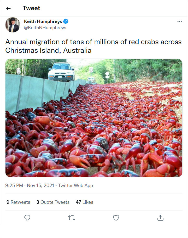 Musim Kawin, Migrasi Kepiting Besar-besaran Bikin Jalanan Australia Macet