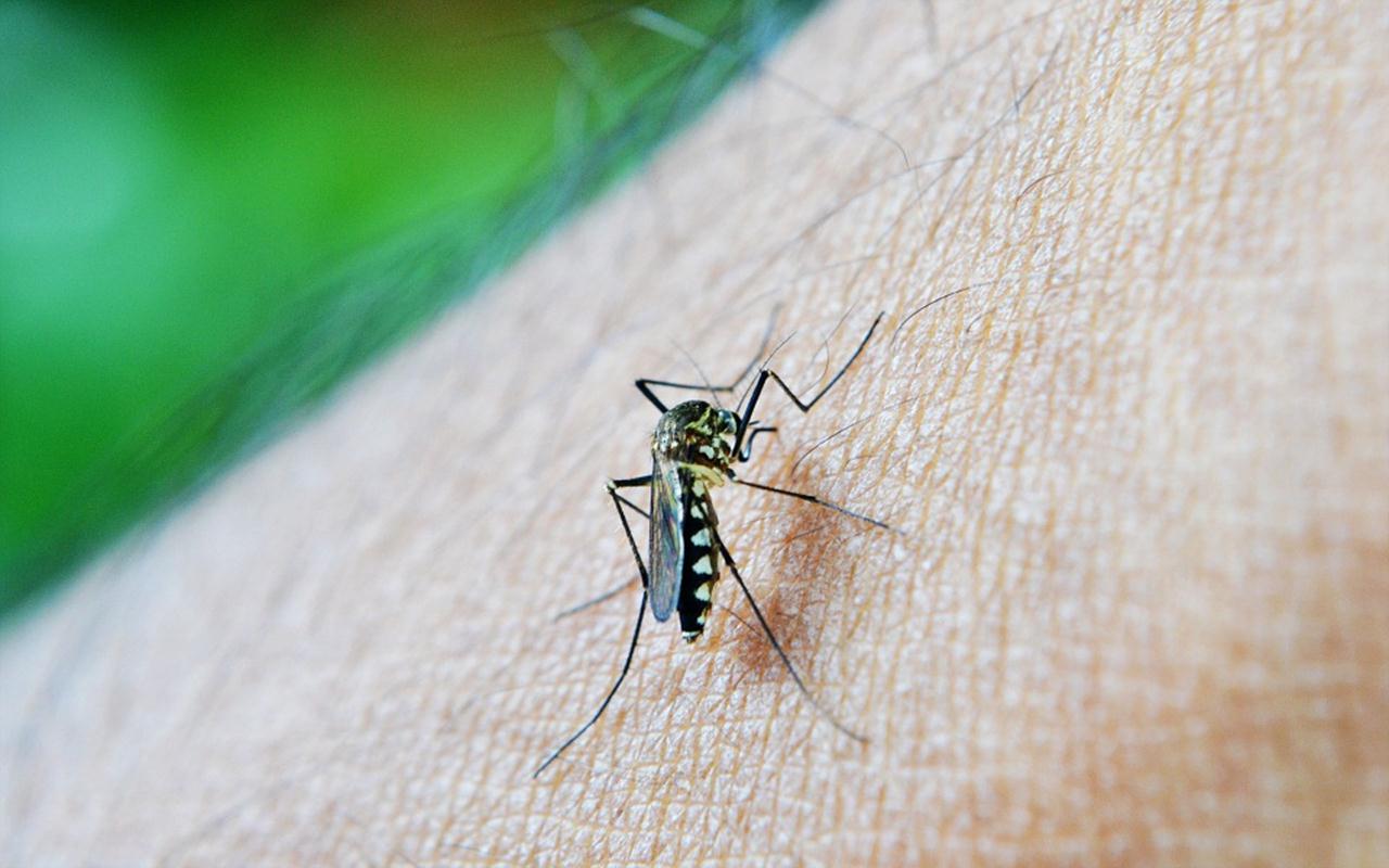 Pandemi COVID-19 Dorong Lonjakan Tajam Jumlah Kematian Akibat Malaria