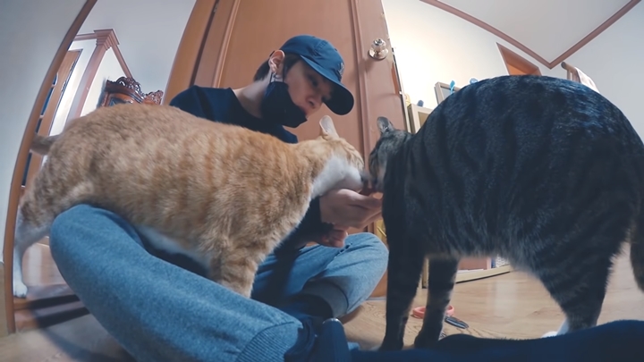Bagikan Momen Uwu Dengan Kucing Kesayangan
