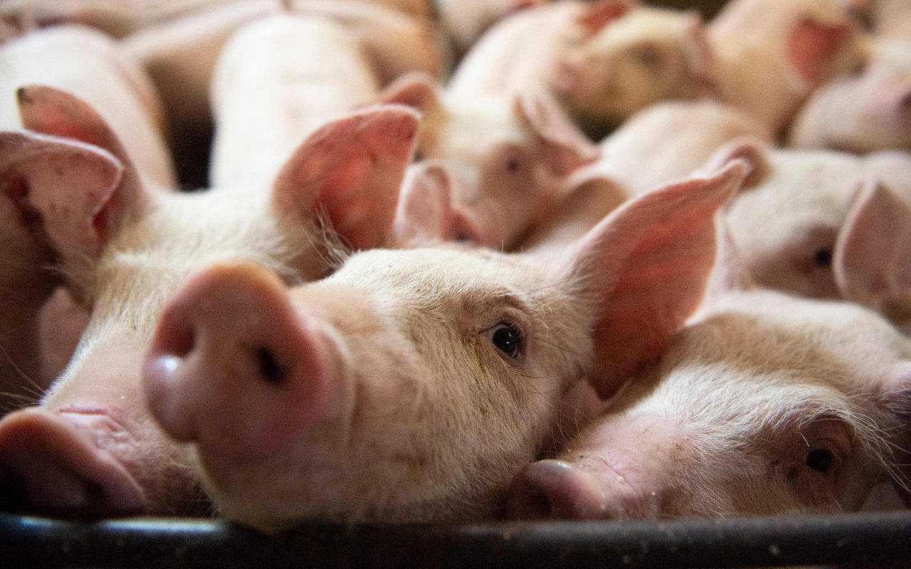 Peternakan di Sarawak Tutup Usai Deteksi Kasus Flu Babi
