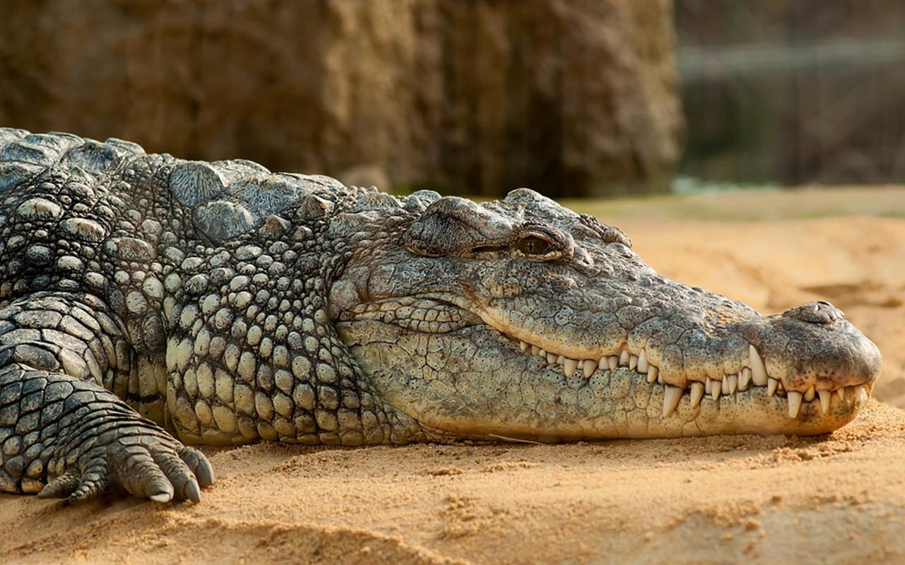 Permintaan Buaya di Thailand Meningkat 2 Kali Lipat Akibat Kelangkaan Daging Babi