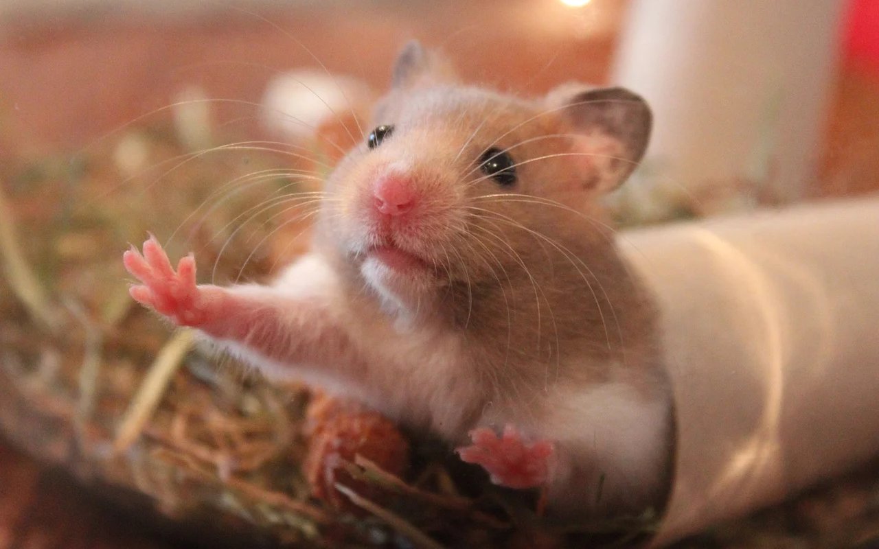 Usai Temukan Hamster Positif COVID-19, Hong Kong Akan Musnahkan 2 Ribu Hewan Kecil Lainnya