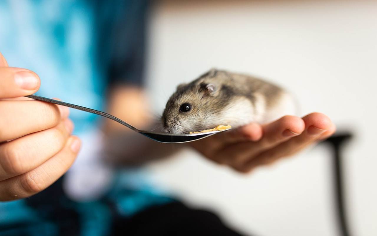 Hong Kong Ancam Bawa Warganya ke Jalur Hukum Jika Halangi Upaya Pemusnahan Hamster