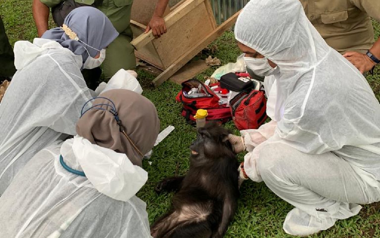 7 Satwa Dilindungi Ditemukan di Rumah Bupati Langkat, 1 Orangutan Sumatra Alami Infeksi